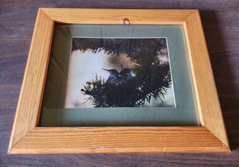 Vintage Framed Fine Art Photograph Of Birds In Nest