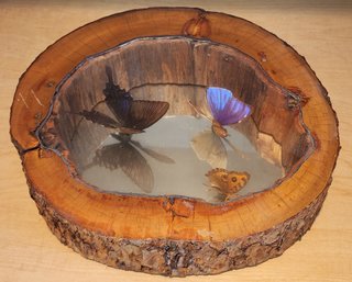 Outstanding Folk Art Butterfly Study In Log Mirror Case