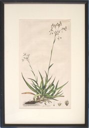 JAMES SOWERBY (BRITISH, 1757 - 1822): 'JUNCUS SYLVATICUS,' HAND COLORED BOTANICAL ETCHING, 1777 - 98