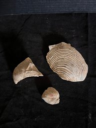 Pelecypod Fossils
