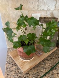 Small Plant On Counter (kitchen)