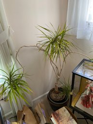 Living Room Plant