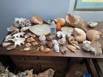 UNBELIEVABLY BEAUTIFUL Shell Collection