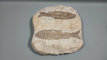 Fossilized Stone With Fish Fossil
