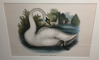 Audobon Style Lithograph Of 'the Swan' 19thc