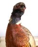 Vintage Ring Neck Pheasant Taxidermy