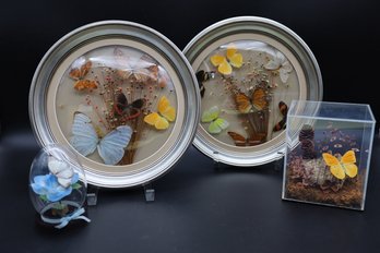 Vintage Butterflies In Glass Collection