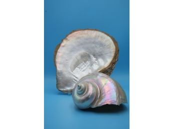 LARGE  Indonesian  Mother Of Pearl Shells - Shippable