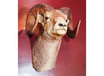 Vintage Taxidermy Big Horn Ram Head Shoulder Mount