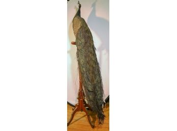 Antique Taxidermy Peacock With Antique Stand- FABULOUS!!!!