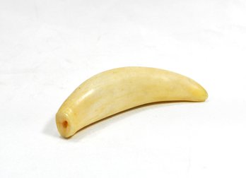 Antique Tiger Or Bear Canine Fang Tooth