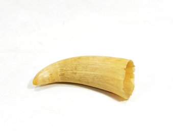 Antique 19th Century Whale Tooth