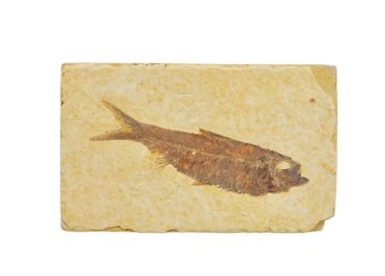 Original Fossil Fish (Knightia Eocaena)