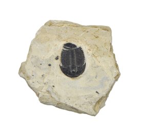 Genuine Trilobite Proetus Fossil