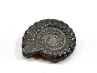 Genuine Ammonite Psiloceras  Fossil