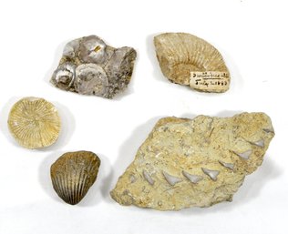 Genuine Fossil Lot