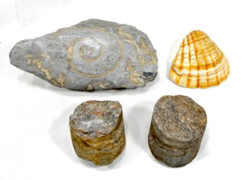 Natural Stone Fossil & Shell Lot