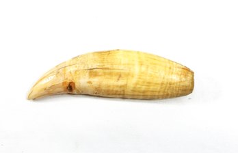 Large Excavated Bear Tooth