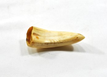 Excavated Tooth Fossil