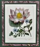 Vintage F. Sanfom Chinese Water Lily Botanical Print