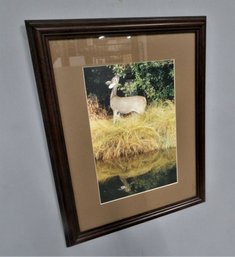 Photograph 'Deer Reflection' By Celia Deaton