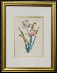 Vintage Tulip Engraving