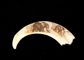 Genuine Antique Warthog Tusk With Etched Elephants