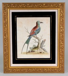 George Edwards (1694 - 1773) Engraving ' The Swallow-Tailed Indian Roller '