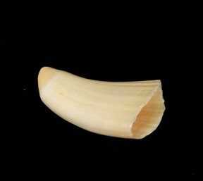 ' Moby Dick' Vintage Genuine Sperm Whale Tooth With COA