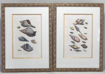 Pair Vintage Seashell Lithographs