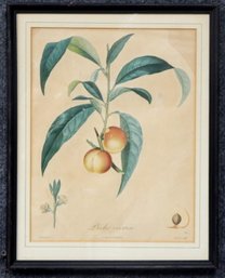 BOCOURT (1783-1846) Antique Botanical Print Peaches Fruit Double De Troyes Peche