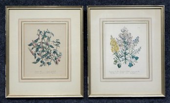 Pair Antique 19th Century Botanical Engravings