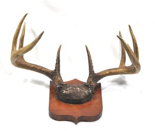 Antique Black Forest  Deer Trophy Antler On Wooden Plaque