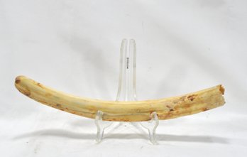 Large Antique Walrus Tusk