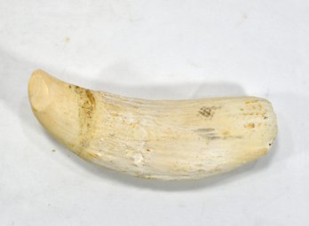 Antique 19th C. Scrimshaw Whale Tooth