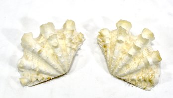 Original Tridacna Squamosa Clam Shell