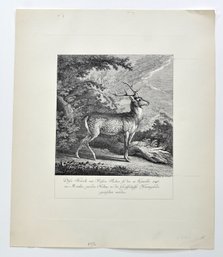 Johann Elias Ridinger (1698 - 1767) ' Stag In A Forest' Etching