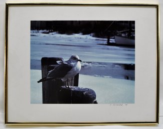 H. SCHNEIDER ' Lonely Seagull' Vintage Art Photograph