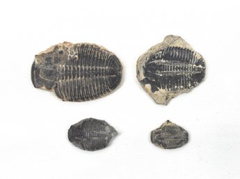 Lot 4 Genuine Trilobite Fossils