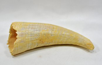 Antique  Whale Tooth