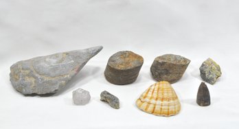Lot Of Fossils & Stones