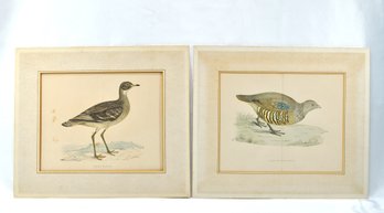 Benjamin Fawcett (1808 - 1893) Pair Bird Prints, Hand Colored Engravings