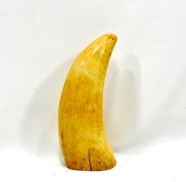 Large Antique 19th Century Whale Tooth