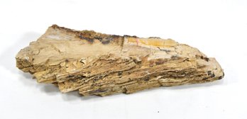 Natural Petrified Wood Specimen