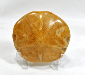 Genuine Sand Dollar Fossil With Stand