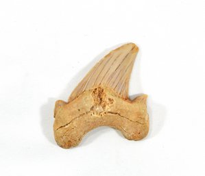 OTODUS OBLIQUUS (mackerel Shark) Tooth Paleocene