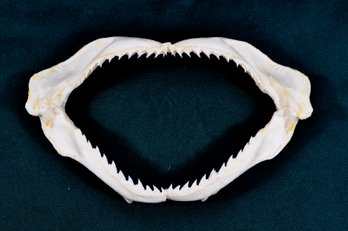 Genuine BULL SHARK Jaw