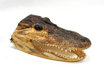 Vintage Alligator Head Taxidermy
