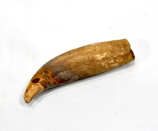 ANCIENT Excavated Tooth 4.5' Long