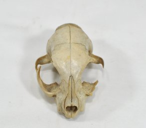 Antique Animal Skull Taxidermy